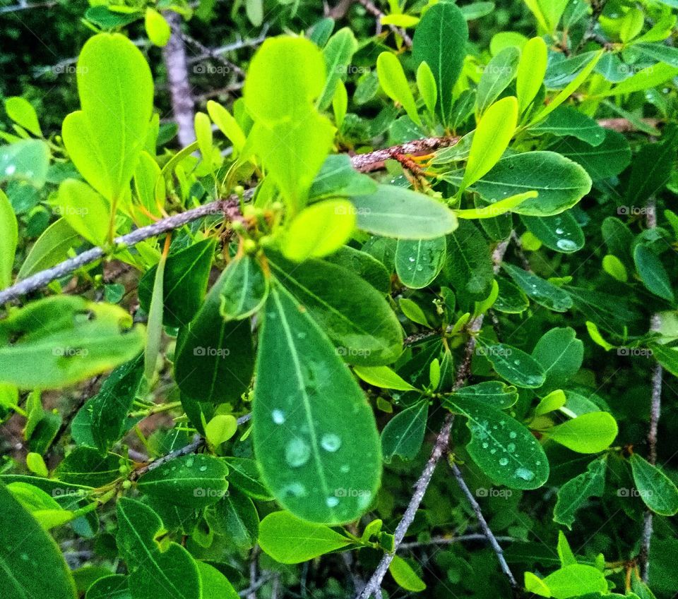 rainy day trees