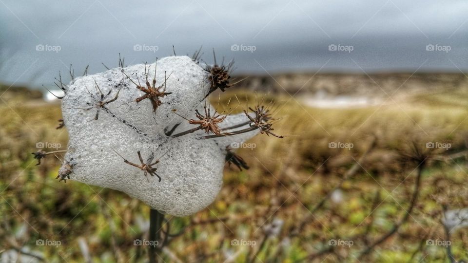 Foam on a plant