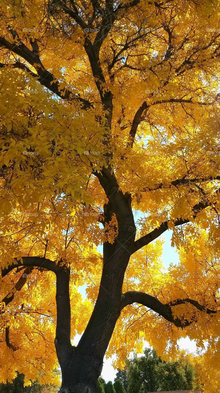 Midday sun highlighting the yellow leaves of an old tree in Reno, Nevada
