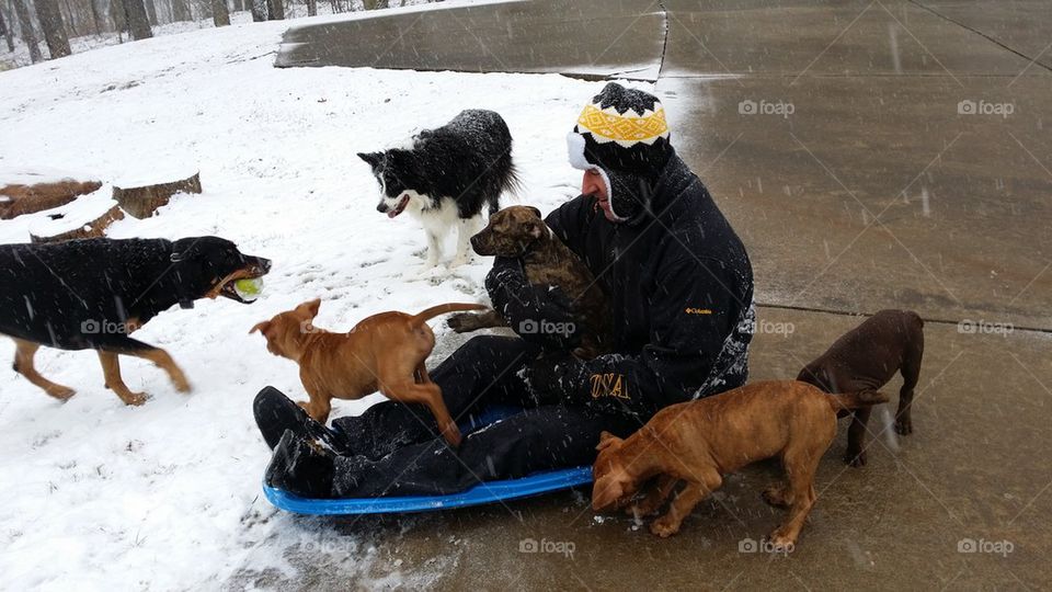 snow sleding with the dogs