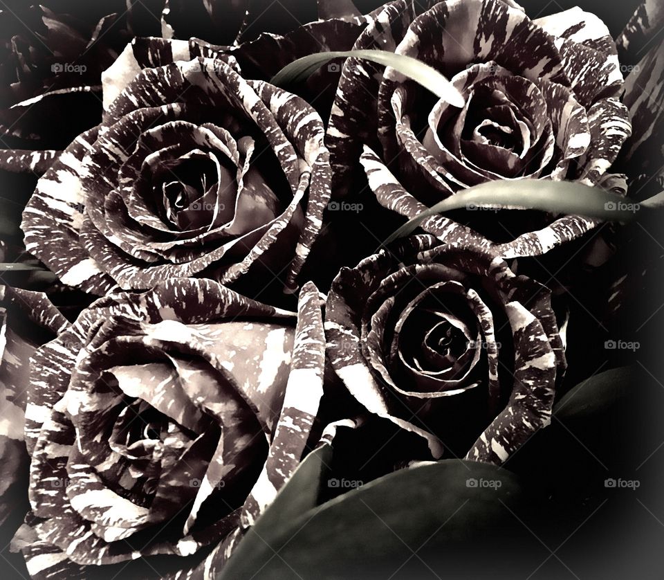 Black and white roses
