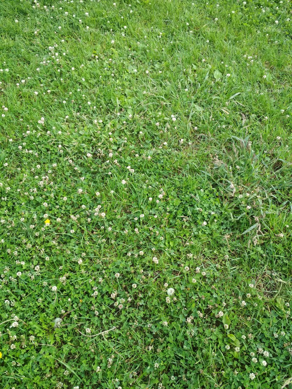 The grass