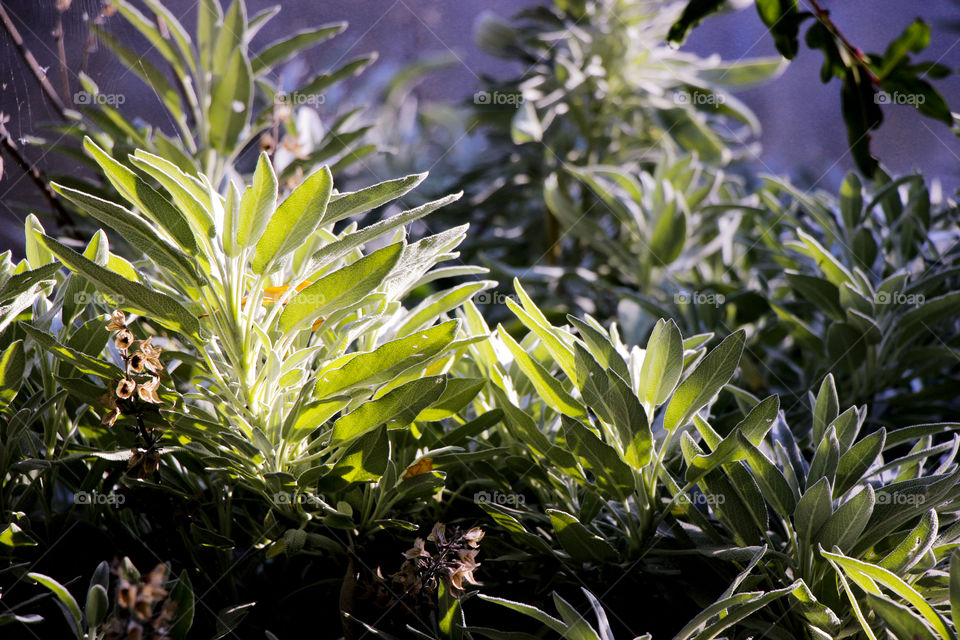 Sage illuminated by sun