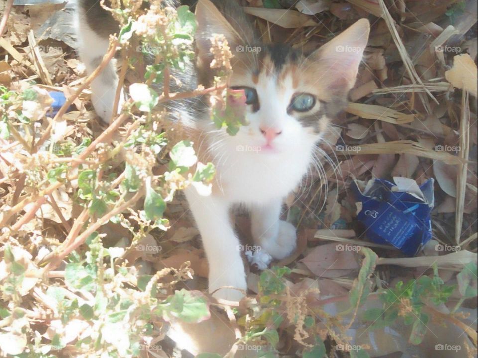 Beautiful small cat looking at my camera.