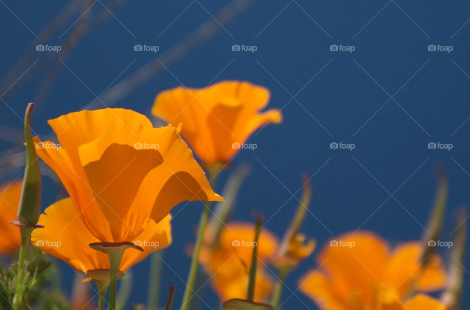 sky pretty flower blue by stephenkirsh