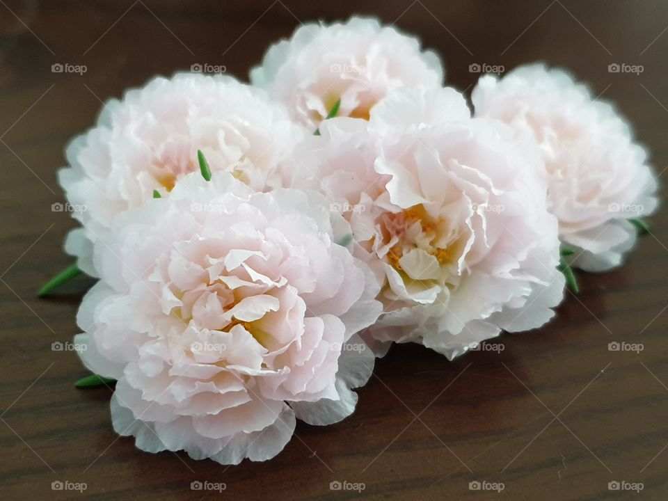 my beautiful Portulaca grandiflora