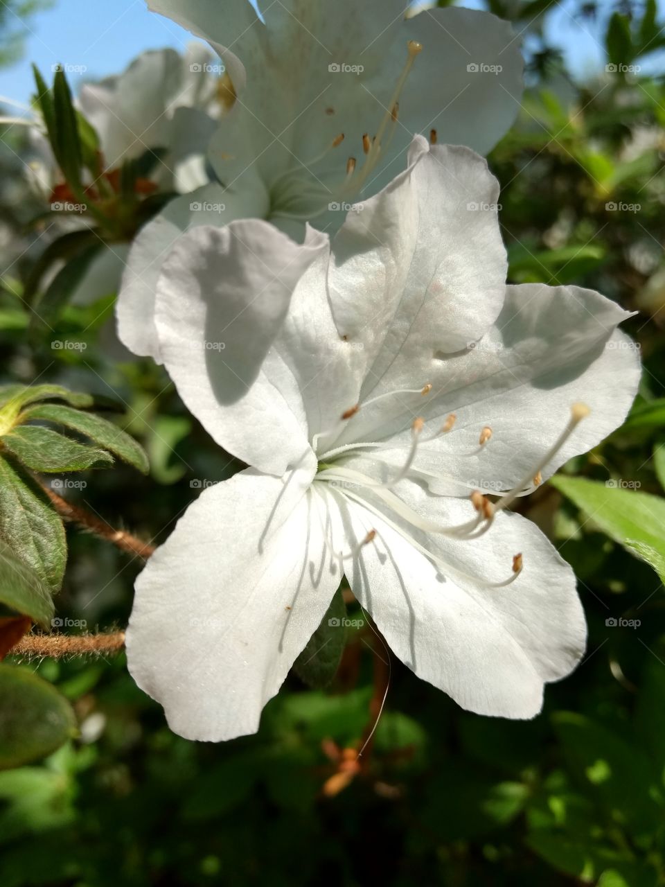 an azalea flower in full bloom