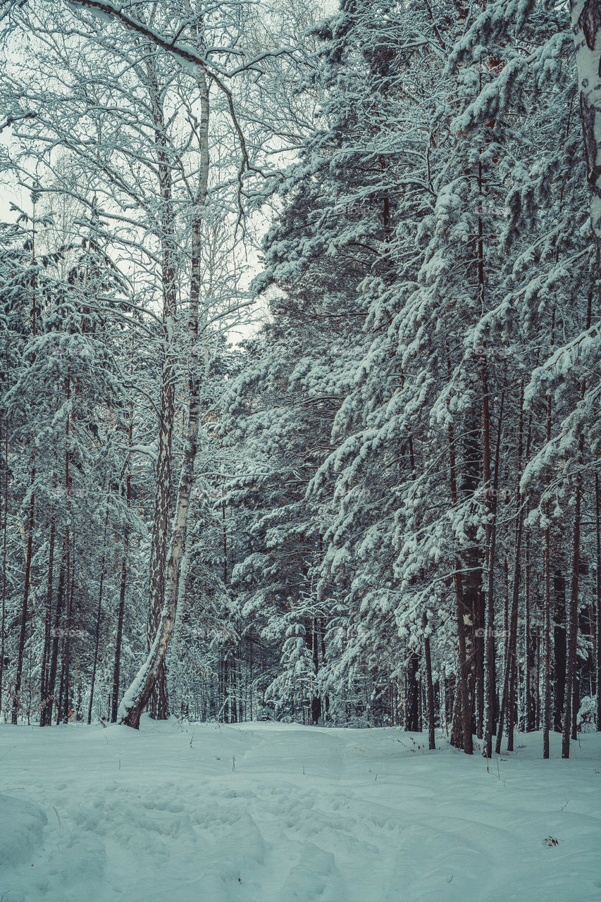 Winter in forest