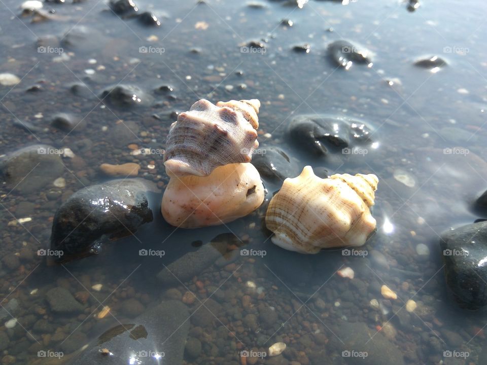 sea stone