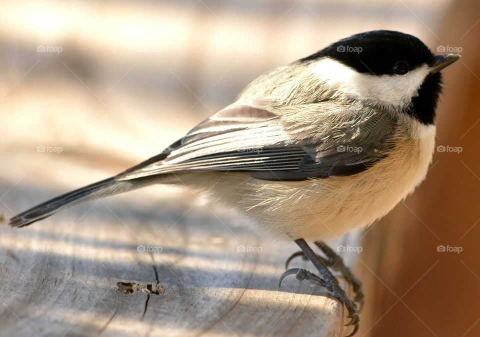 Black-capped Chickadee Closeup 