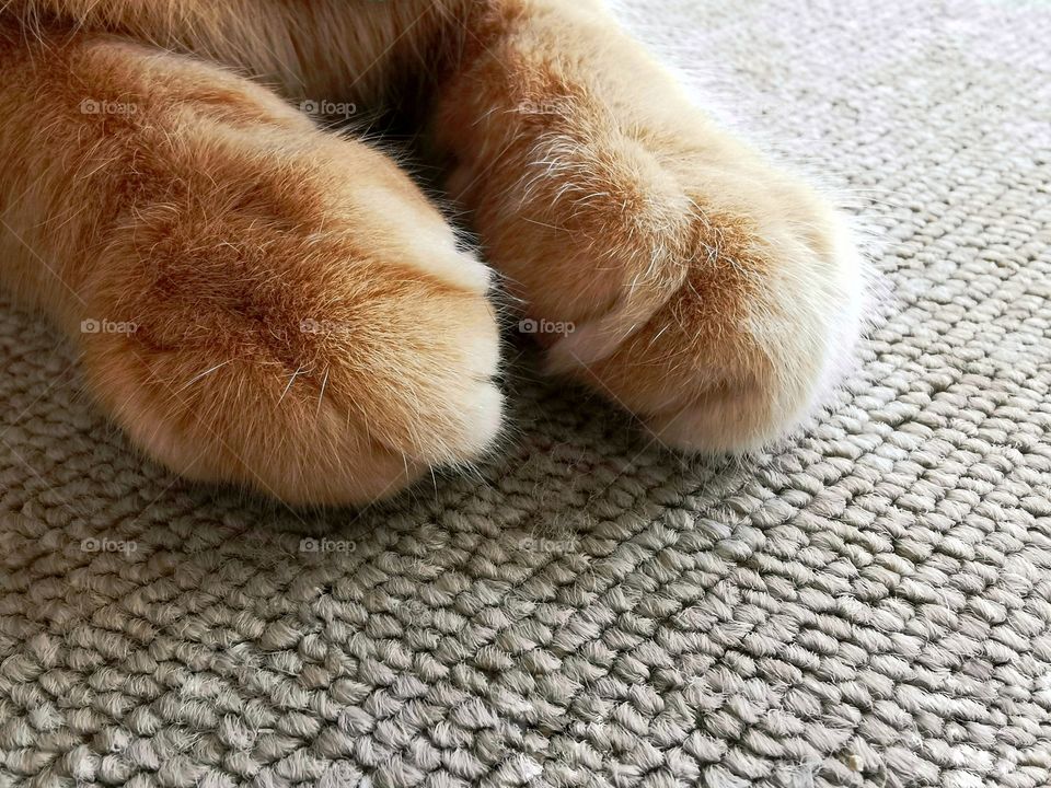 Ginger cat paws closeup on the carpet or rug. Cat sitting on the carpet or rug.