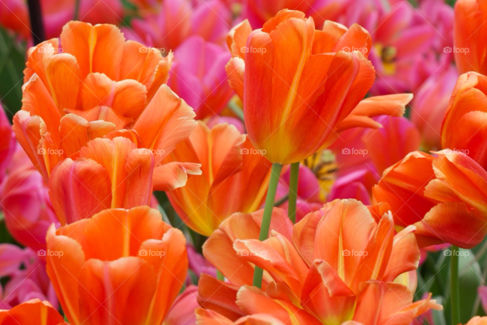 Beautiful orange tulips. 