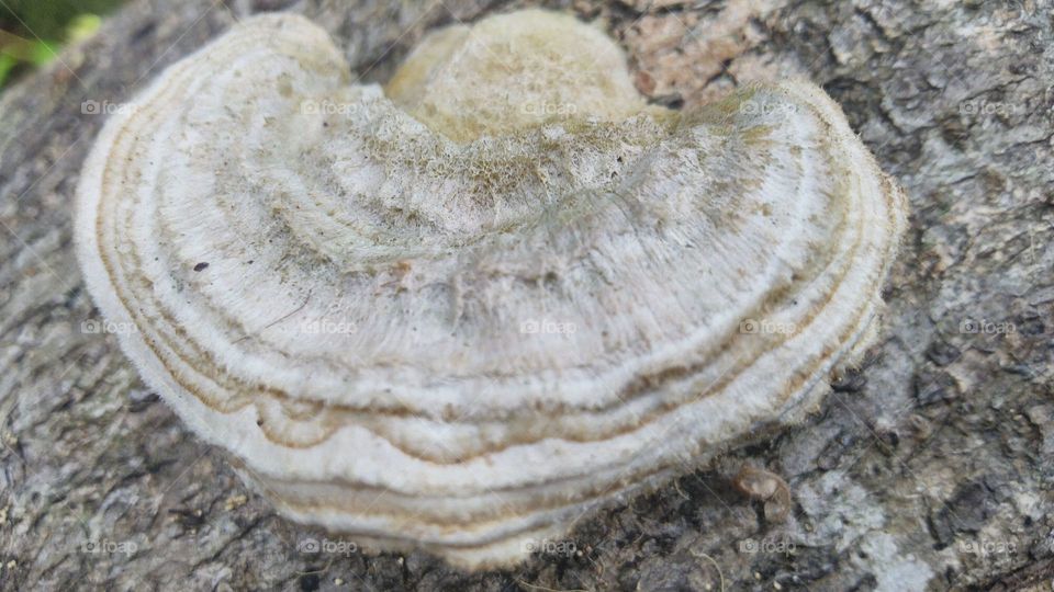 Wood fungus