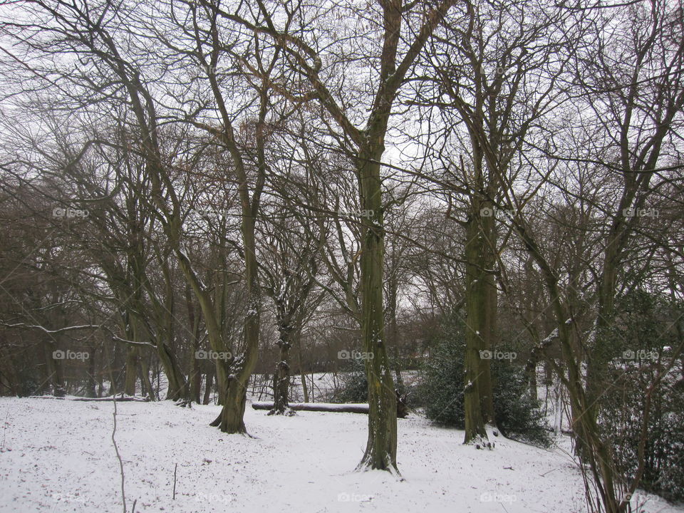 Tree, Winter, Landscape, Snow, Weather