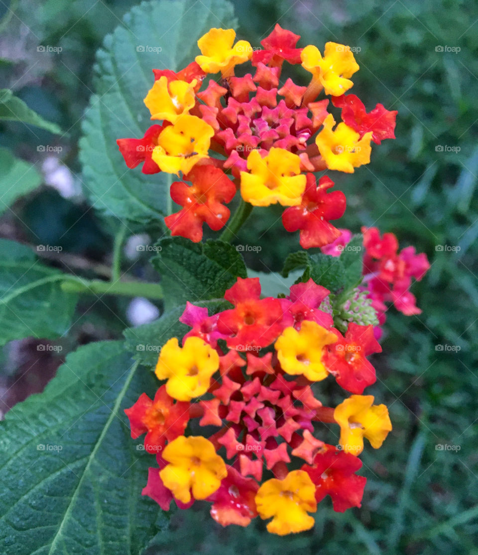 🌹 🇺🇸 Very beautiful flowers to brighten our day.  Live nature and its beauty. Did you like the delicate petals? / 🇧🇷 Flores muito bonitas para alegrar nosso dia. Viva a natureza e sua beleza. Gostaram das pétalas delicadas? 