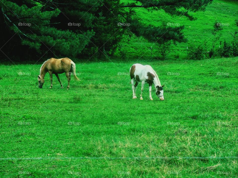 Horses grazing in a green field