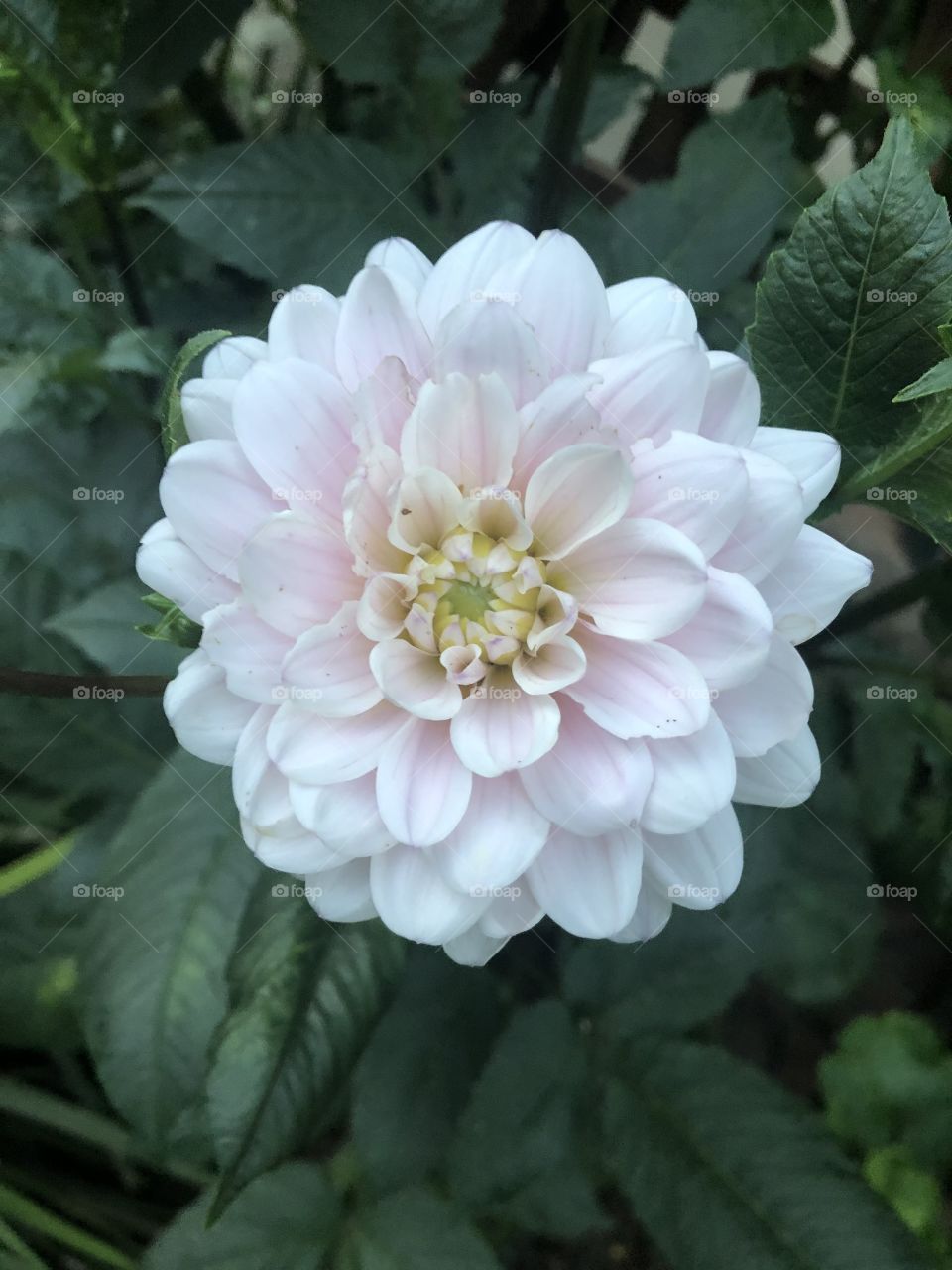 Closeup of Pink Dahlia in garden