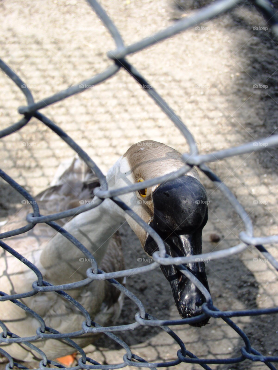 Fence, Wire, Cage, No Person, Security