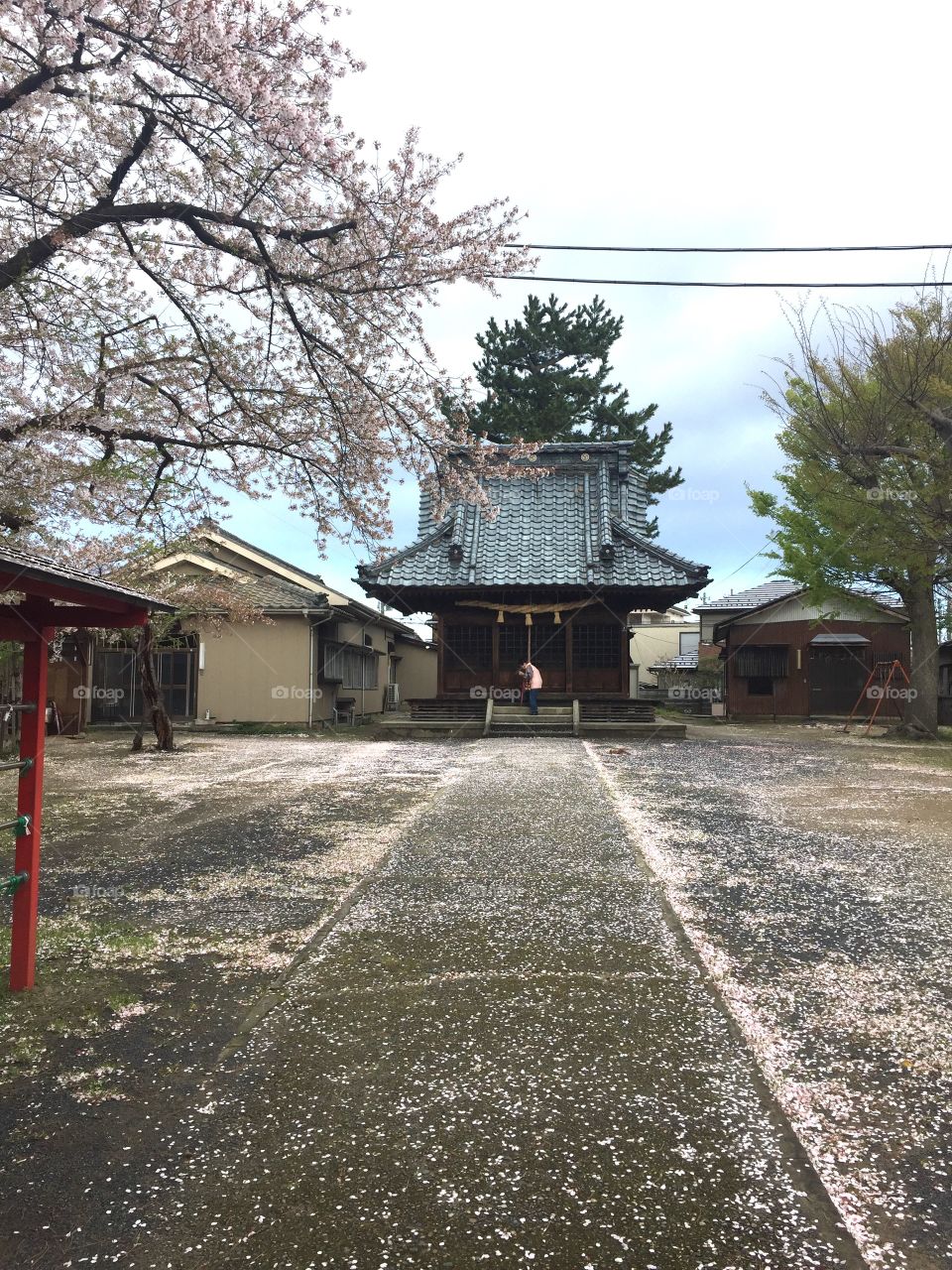 sakura  Shrine