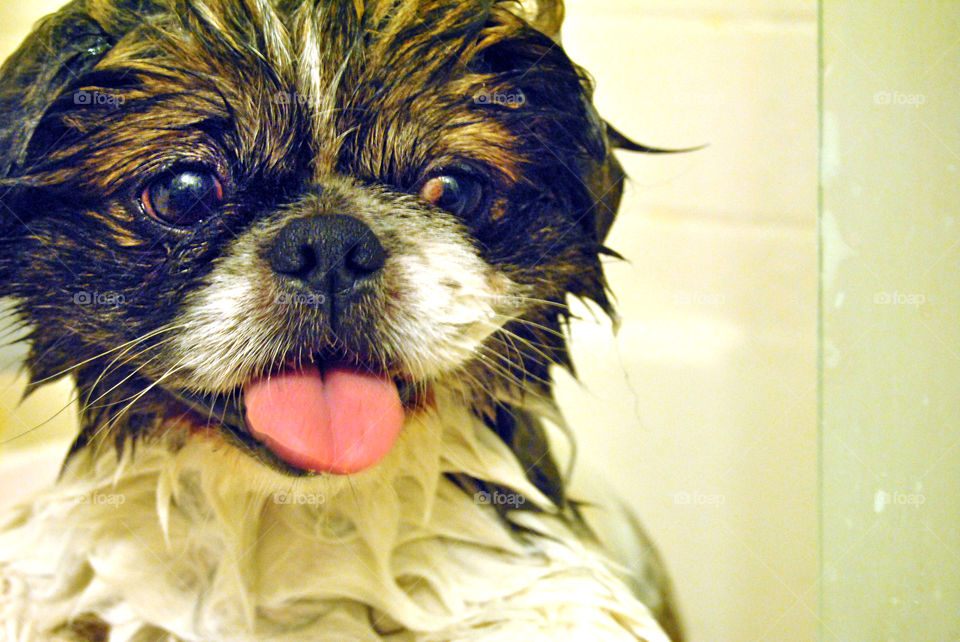 Portrait of pekingese dog sticking out tongue