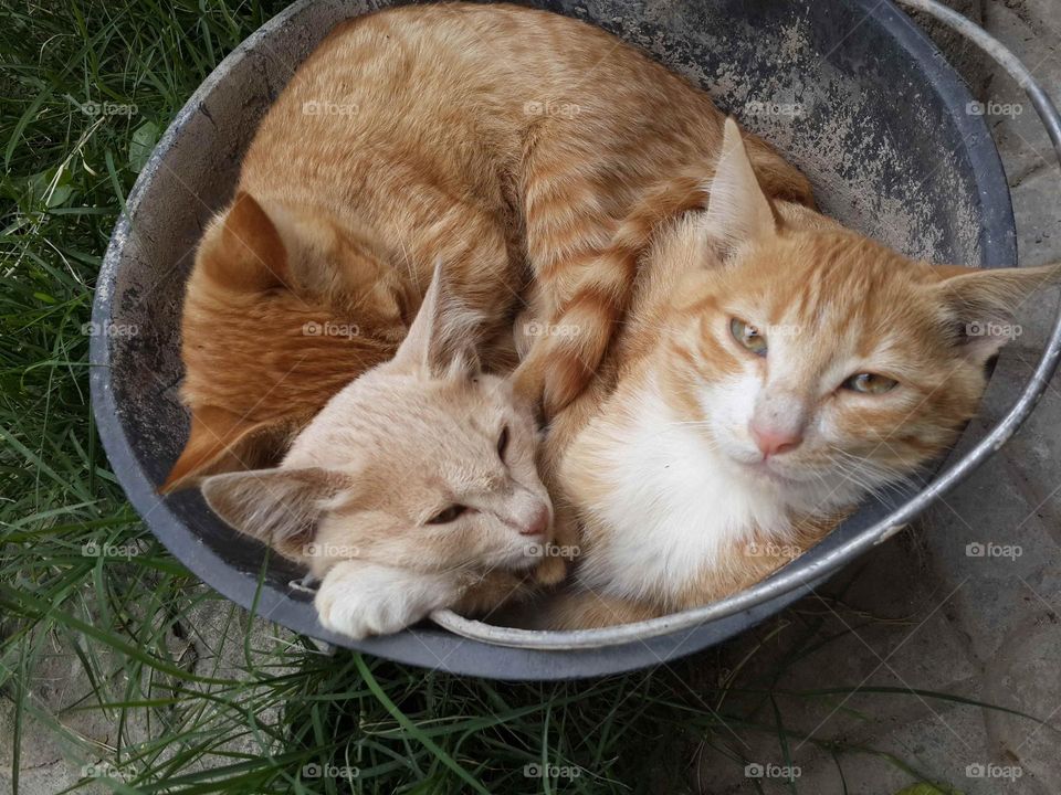 Their favorite place 😹