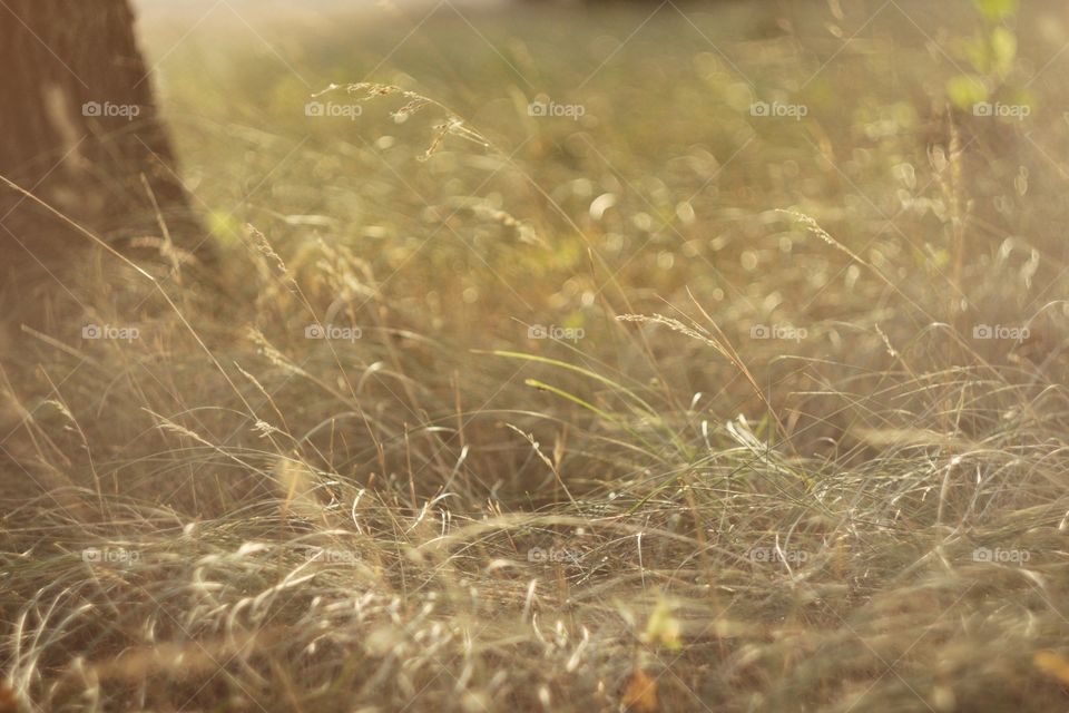 Dry grass 