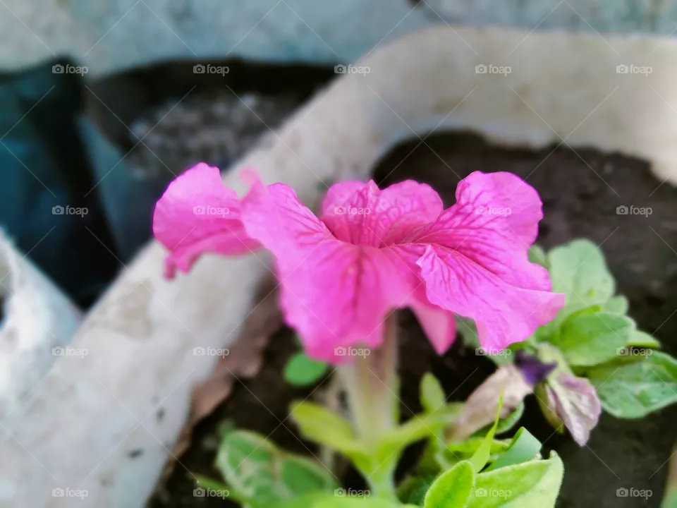 Petunias are decorative garden plants that produce flowers in colors of white, yellow, pink, purple, red and blue. They can also be striped or multicolored. Petunias belong to the Solanceae family or the family of nightshades, including tomatoes, pot