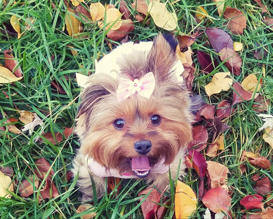 Yorkie in the Fall