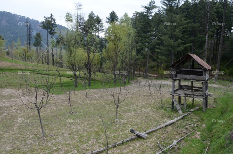 Wood, Landscape, Nature, Tree, No Person