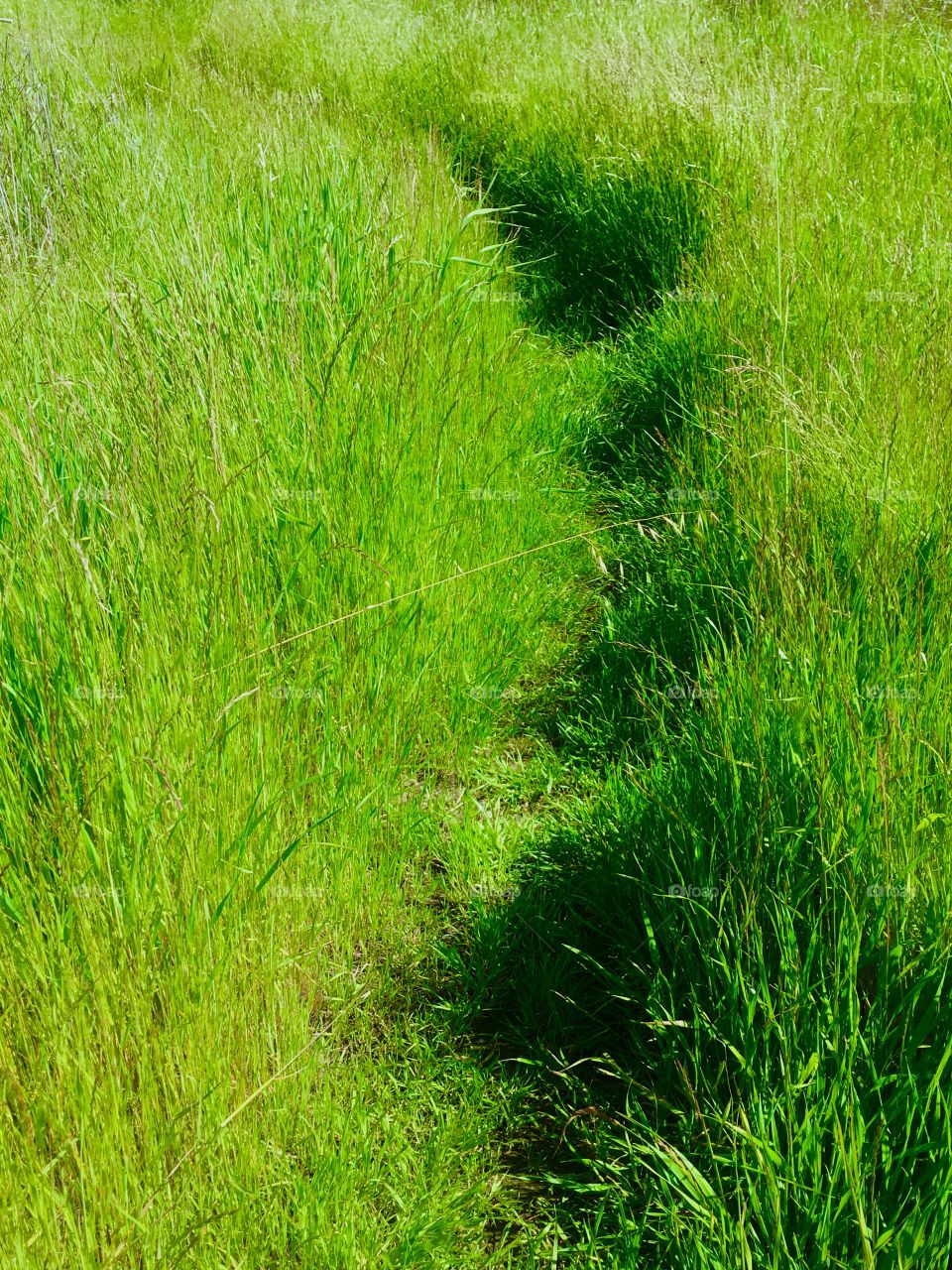 Grassy Path