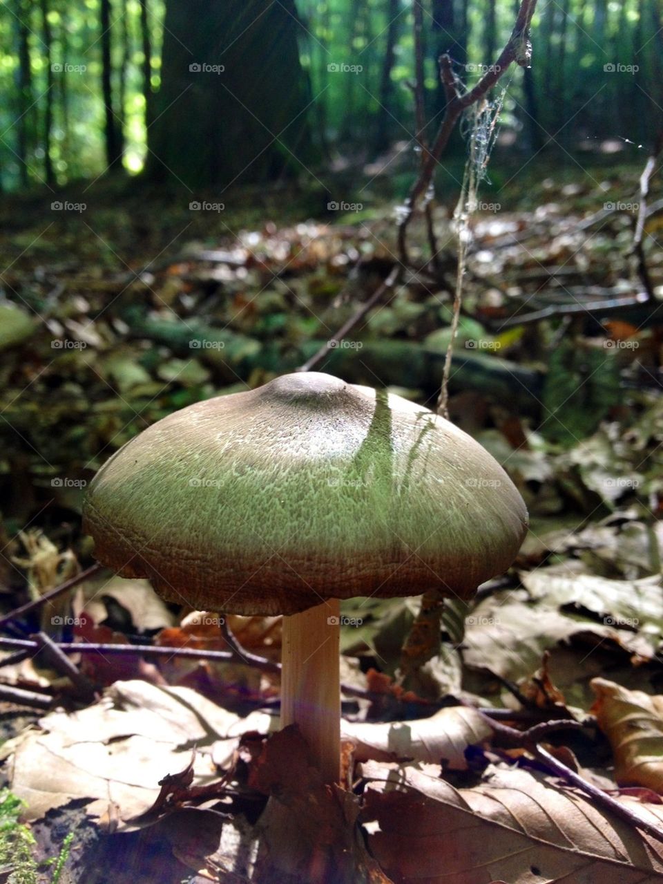 Mushroom