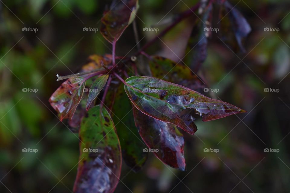 Dew covered leaves on a brisk fall morning 
