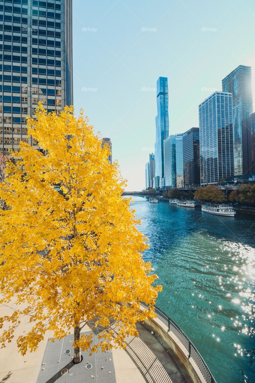 Autumn coloured tree in Chicago next to the riverside in the sunlight.