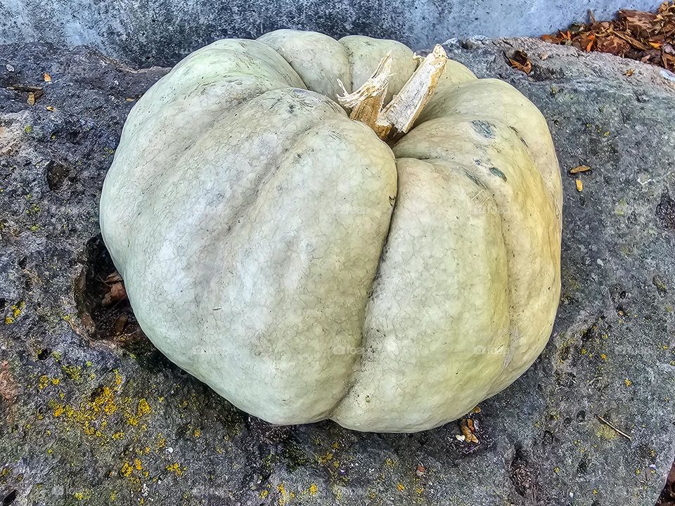 Grey pumpkin sitting alone on a rock shunned by all the orange pumpkins 