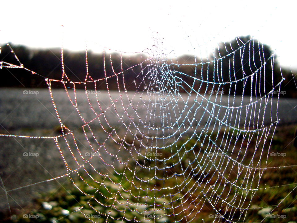 Water drops on spider web