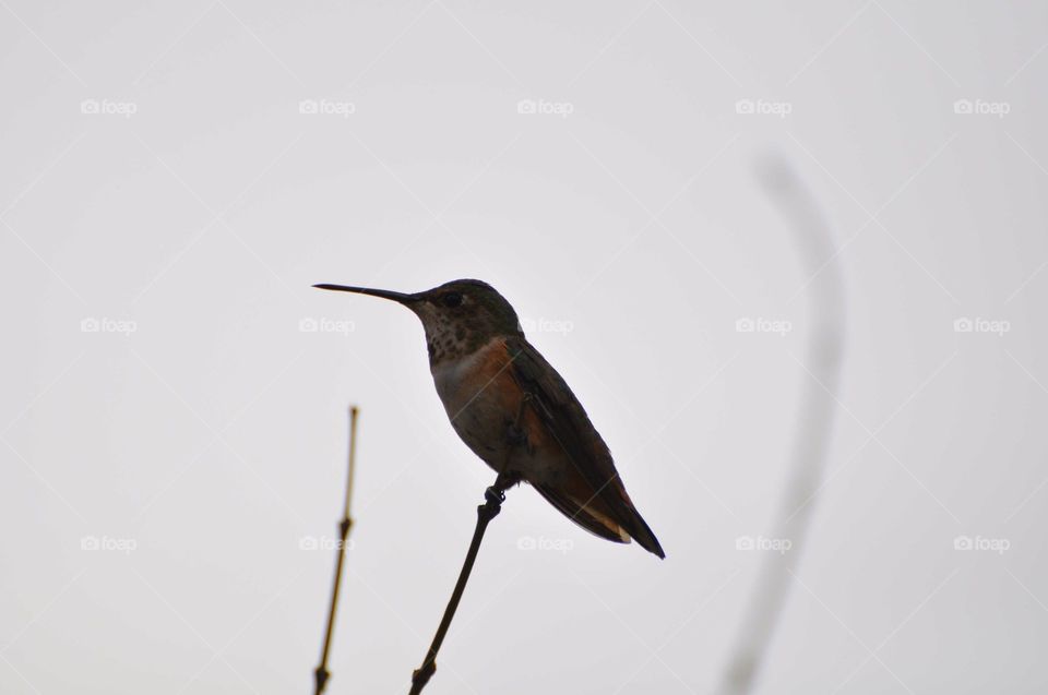 Resting hummingbird