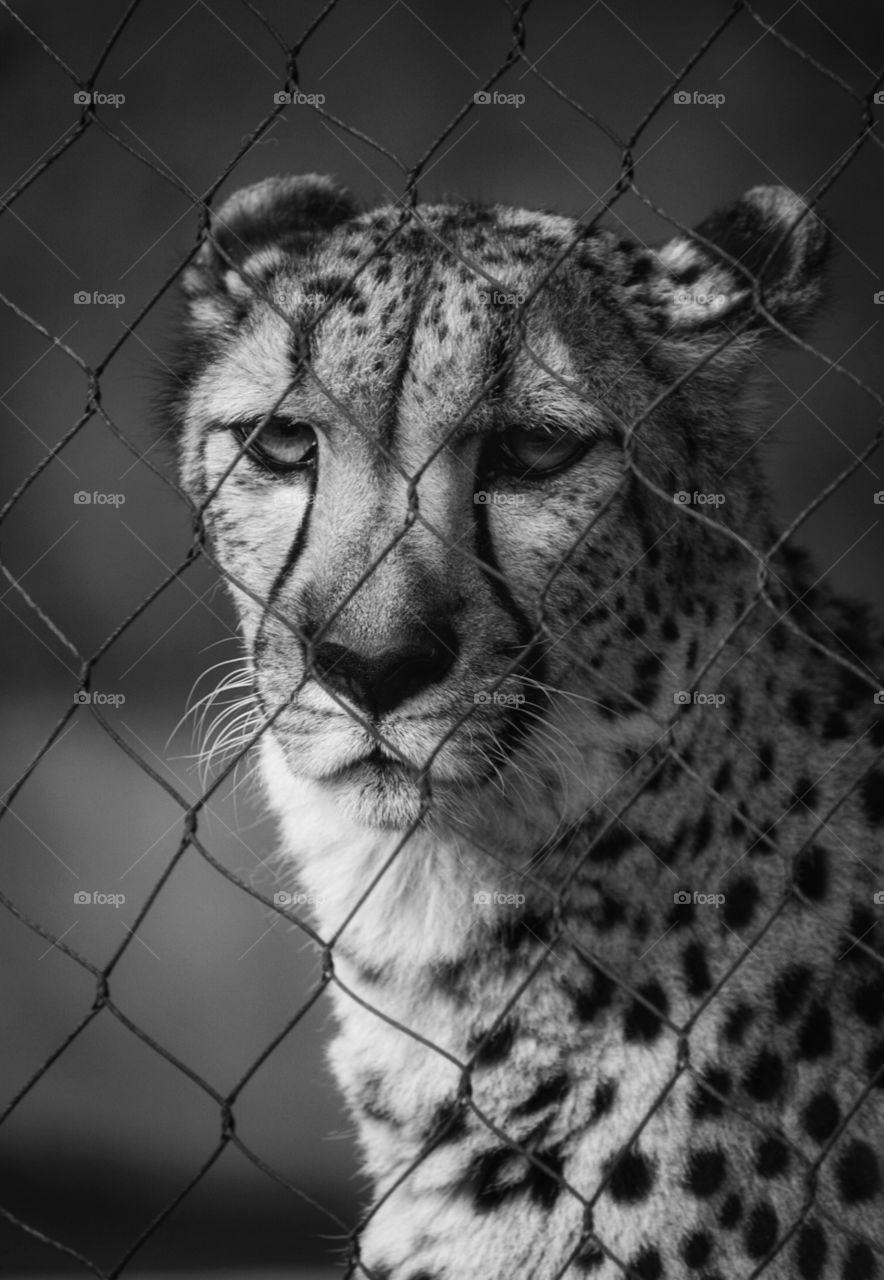 patient cheetah