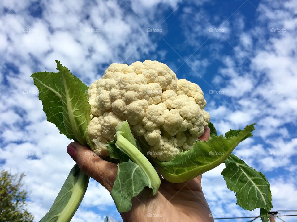 Organic whole raw cauliflower vegetable in person’s hand, held up in the air against blue sky with interesting cloud formation. Concept vegetarian, organic, diet gardening, cooking, and food ingredient. 