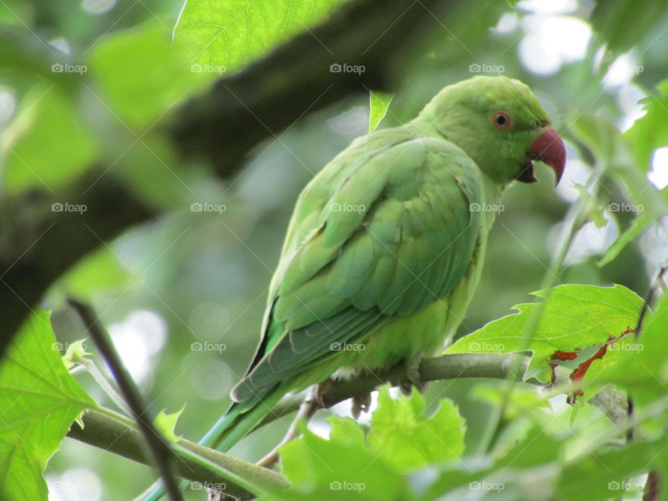 Parakeet