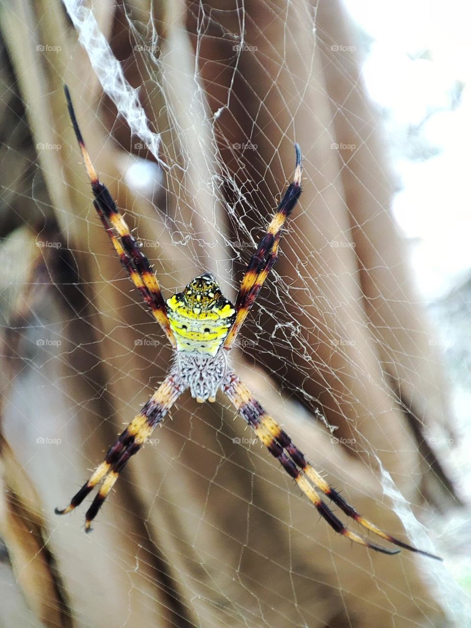 Argiope appensa