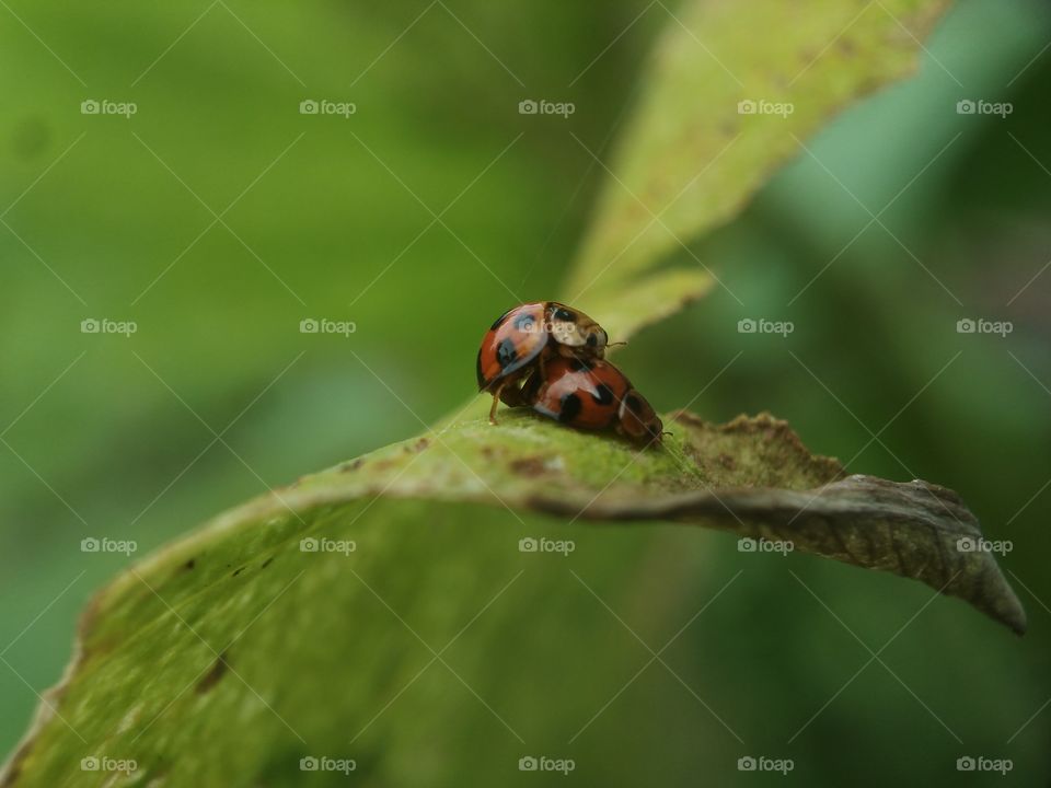 lady bug