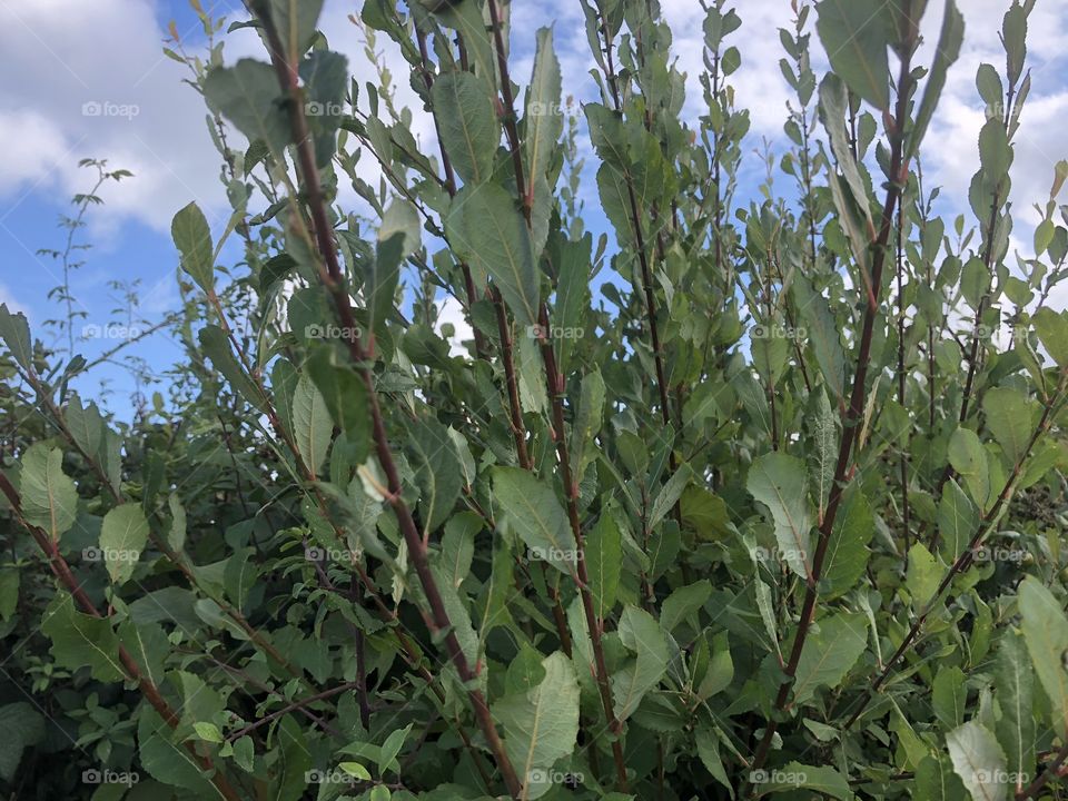 The rains finally stopped today and the sun peeped through the flora. It always looks so fresh and beautiful as here, after a down pour of rain.