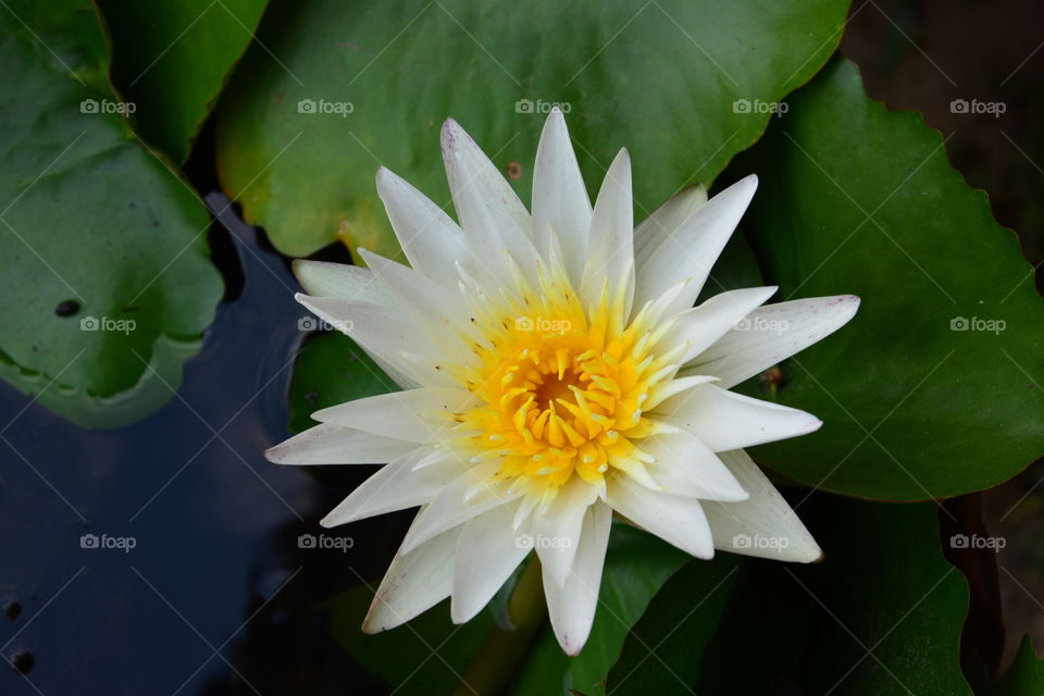 The beauty of lotus flowers in Thailand