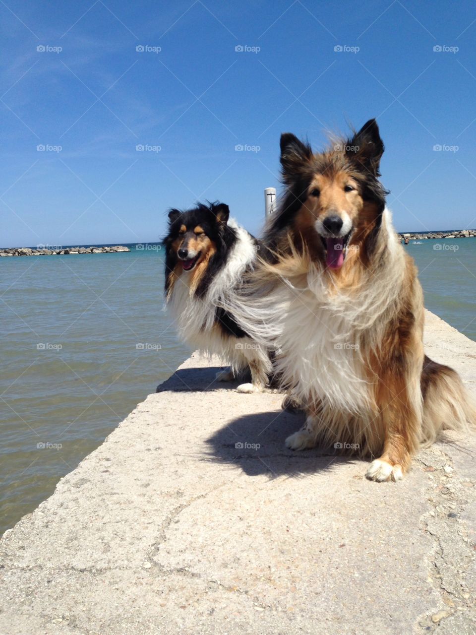 Collies in the Sub. Lassie and Candy on the pier at the beach!