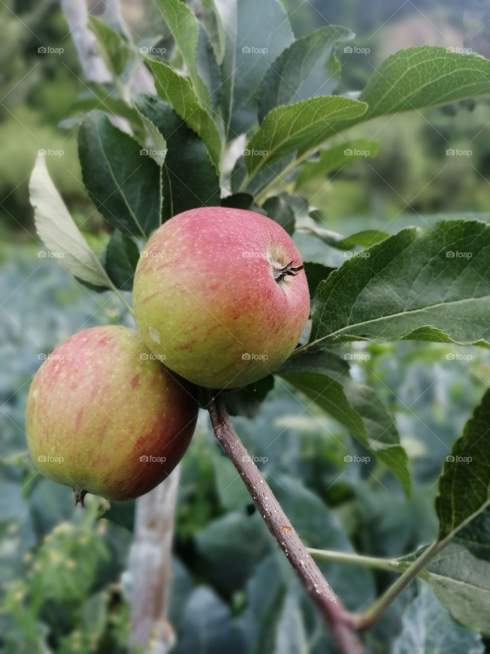 Colored Apples hanging on branch with natural green background.