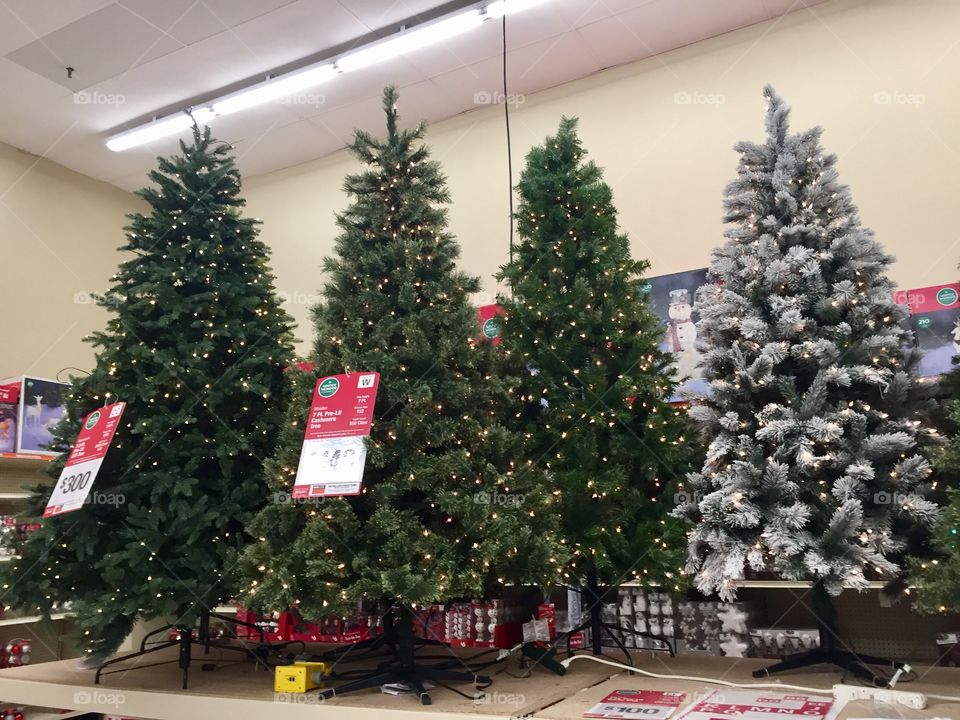 Christmas trees on display for sale