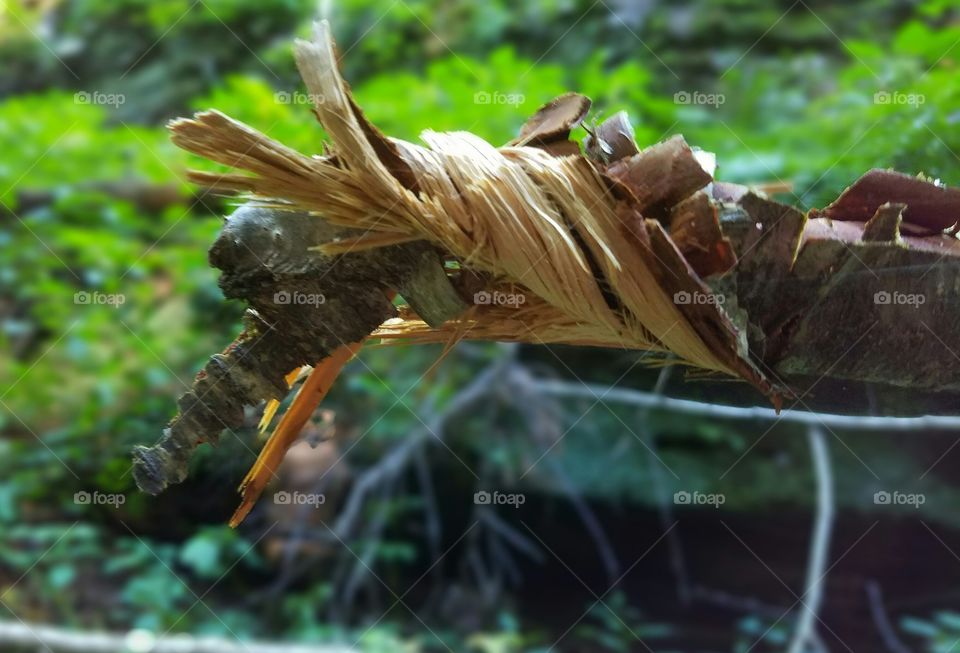 Parfrey's Glen 
Merrimac, WI