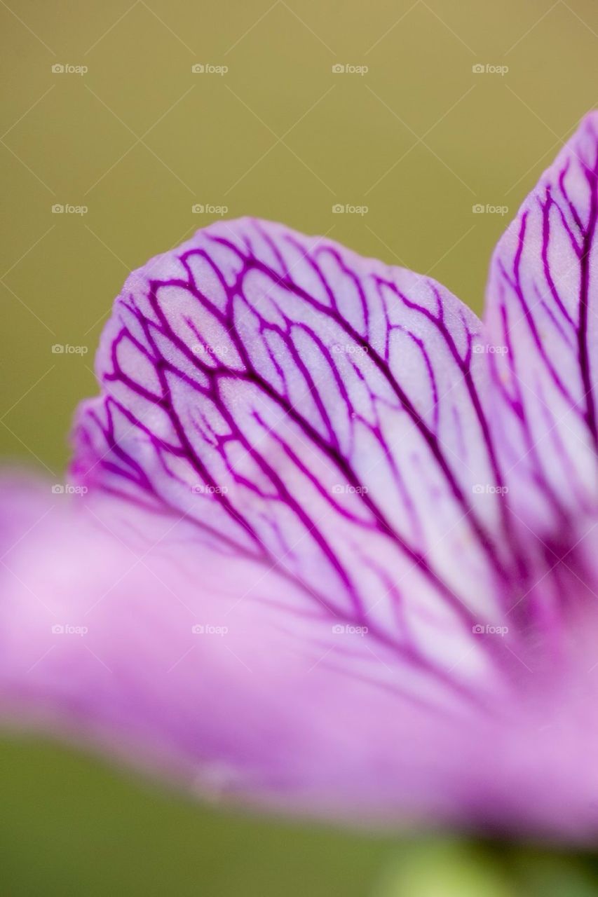 green flower closeup by cekari