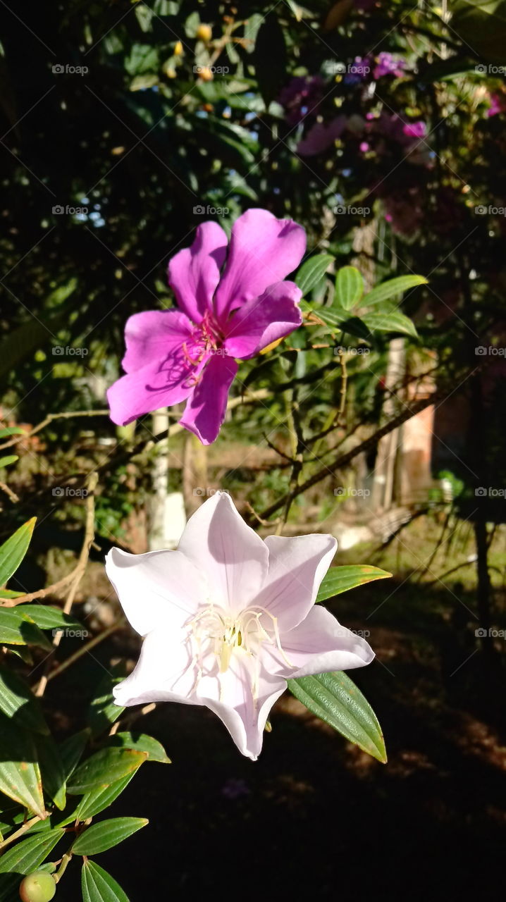 زهرة ماناكو ، زهور ، زهور ، أزرار ، حديقة.