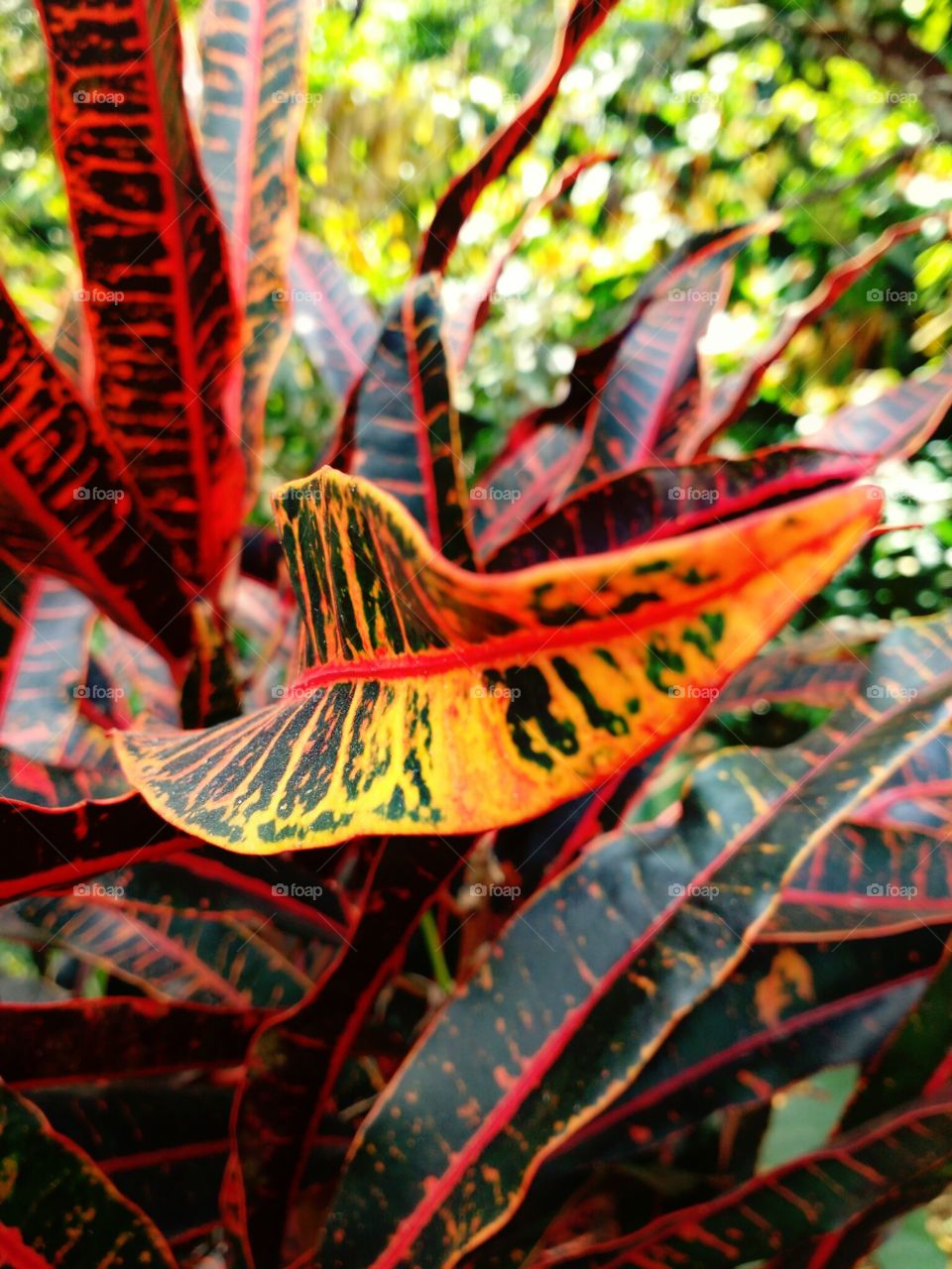 red leaf